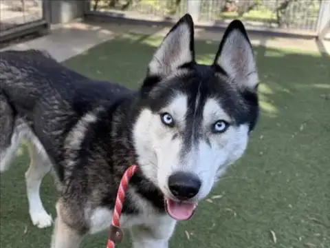 Nanook