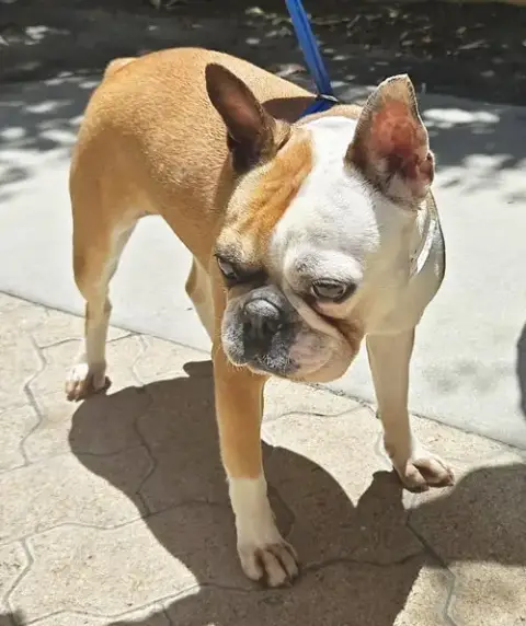 Daisy photo 4