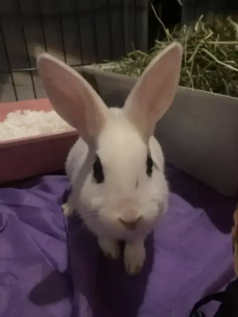 Luna'S Mars Rabbit photo 3