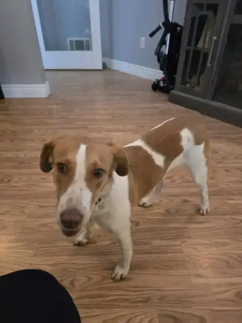 Pa/(Pending Adoption) Molly photo 5