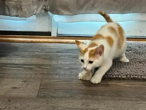 Mo