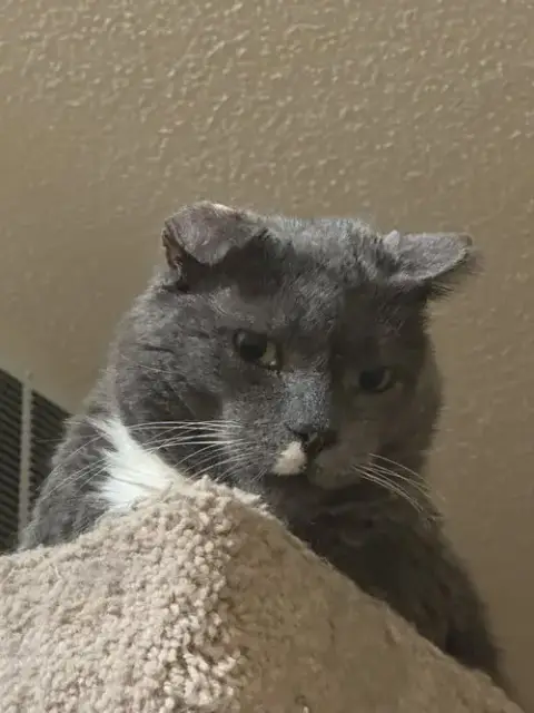 Elvis Purrsley photo 3