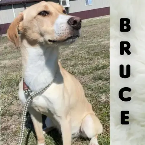 Bruce