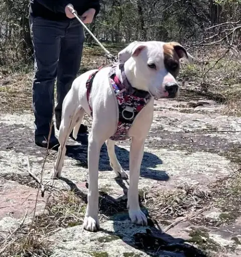 Abby photo 4