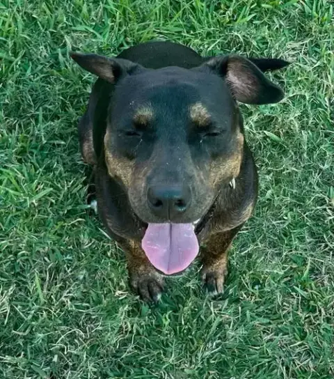 Olive photo 4