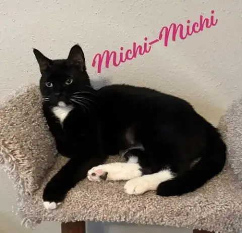 Michi-Michi #Craves-Attention-&-Affection