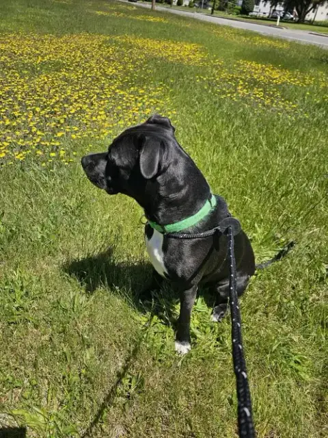 Harley photo 3