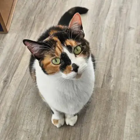 Sylvie