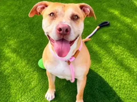 Mando