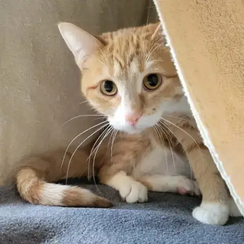 Cheddah