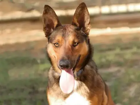 Dani