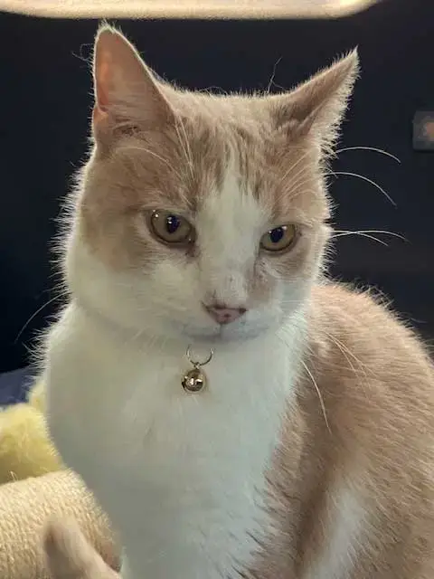 Moochie