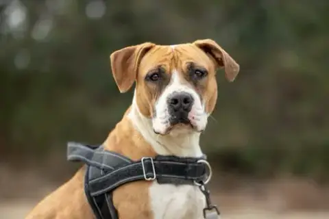 Winnie Boxer photo 2