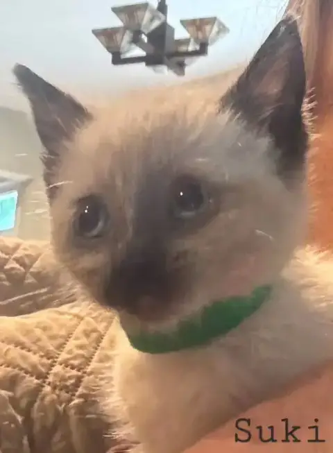 Suki