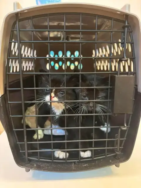 Kitten 2 photo 2
