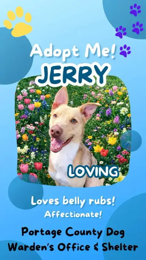 Pound Dog-Jerry #188265 Courtesy Listing photo 2