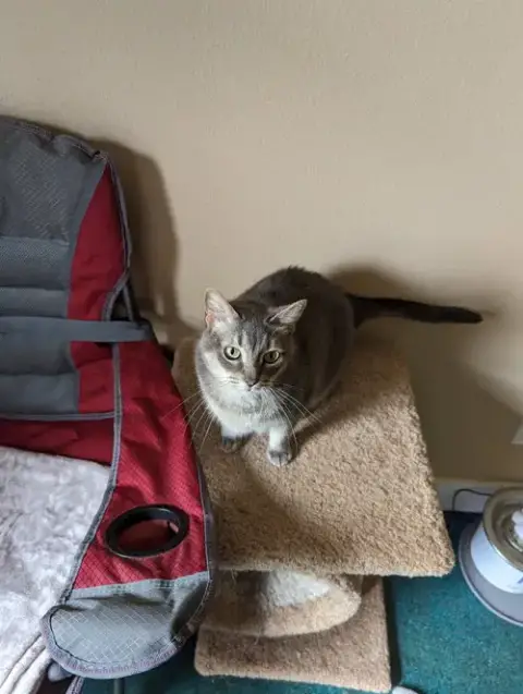 Nala