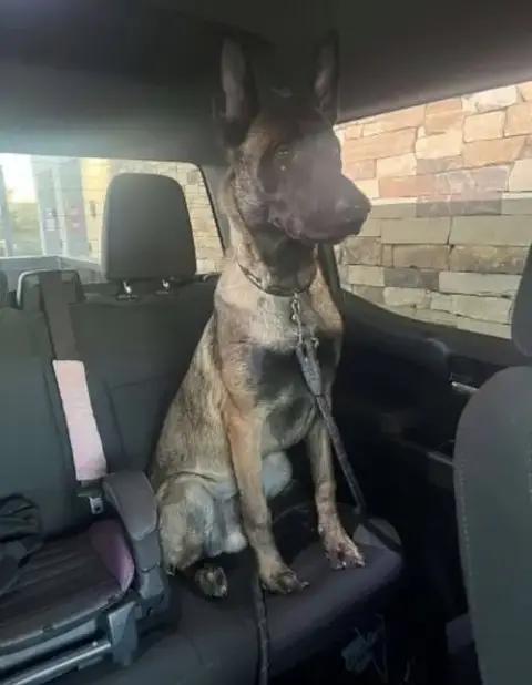 Nala Located In Arizona photo 3