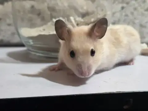 Marshmallow