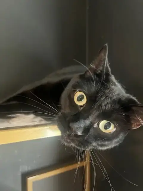 Otis photo 5