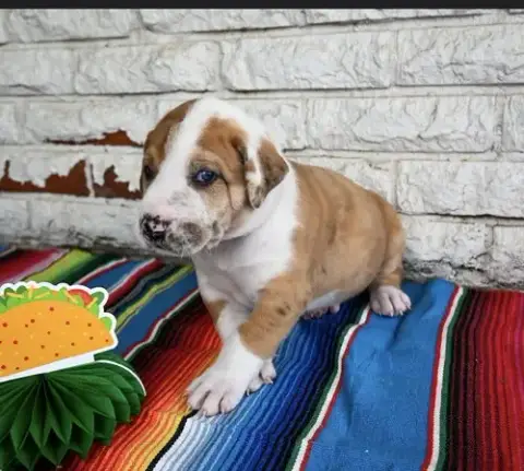 Burrito photo 2