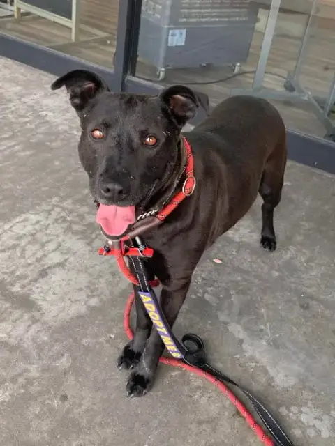 Venus photo 3
