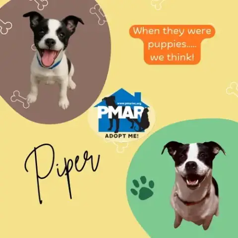 Piper photo 3