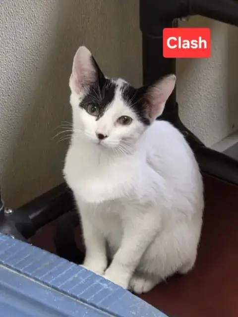 Clash photo 2