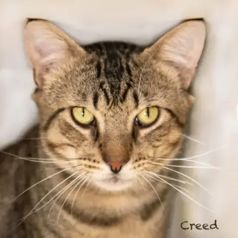 Creed photo 3