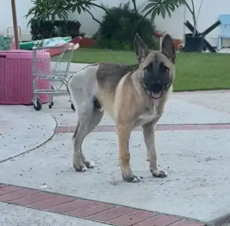 Enzo photo 4