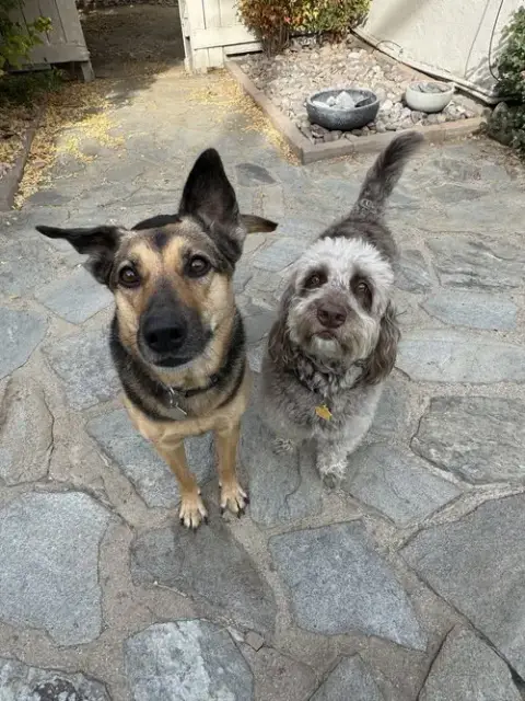Sadie photo 3