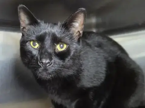 Moe'S Southwest Grill