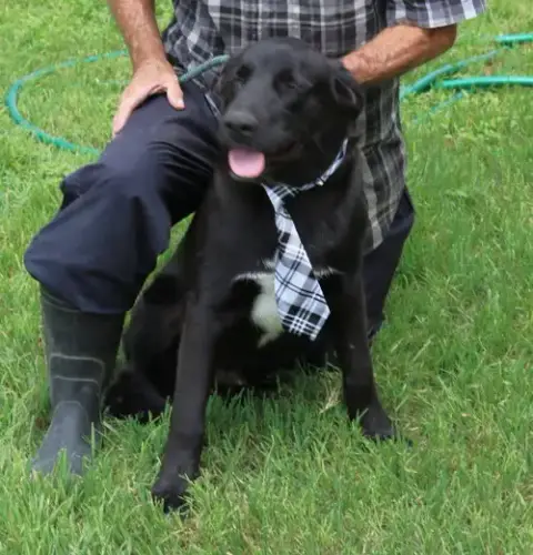 Tug photo 4