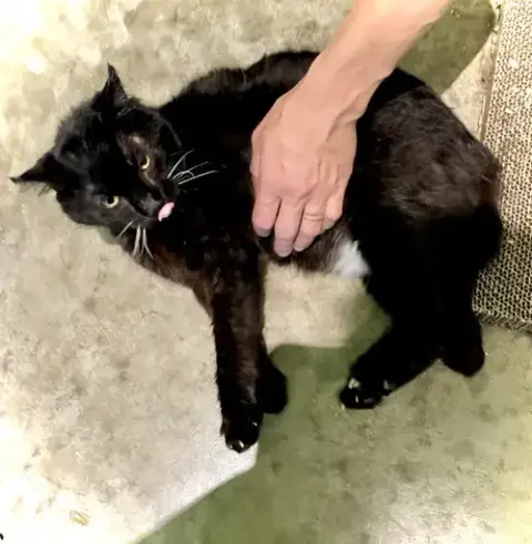Wants Pets Please photo 4