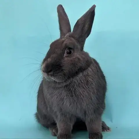Thumper