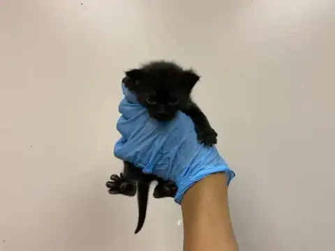 Merlin