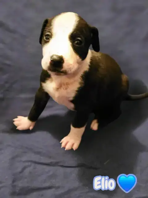 Elio- Stormie Litter photo 2