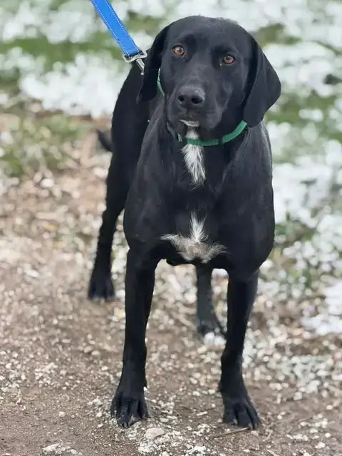 Mabel photo 3