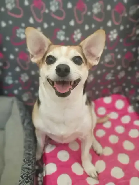 Sweet Girl Lamore Aug 22 photo 2