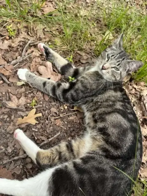 Puss In Boots photo 5