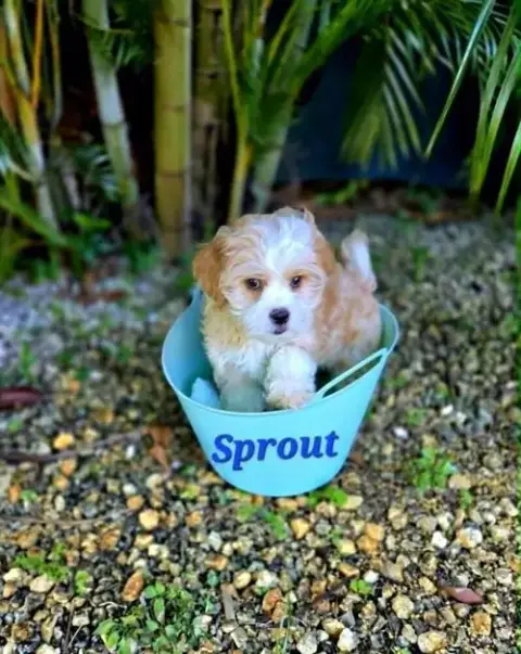 Sprout