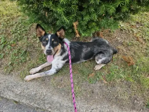 Callie photo 3