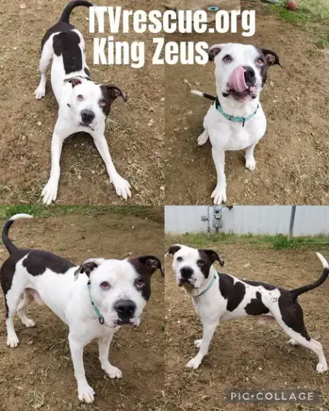 King Zeus photo 2