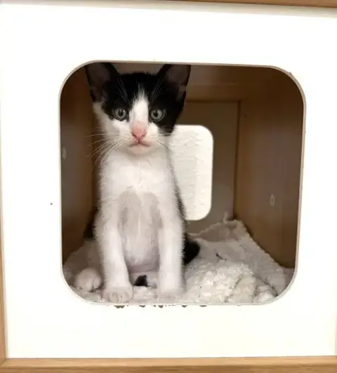 Kitten Simon photo 3