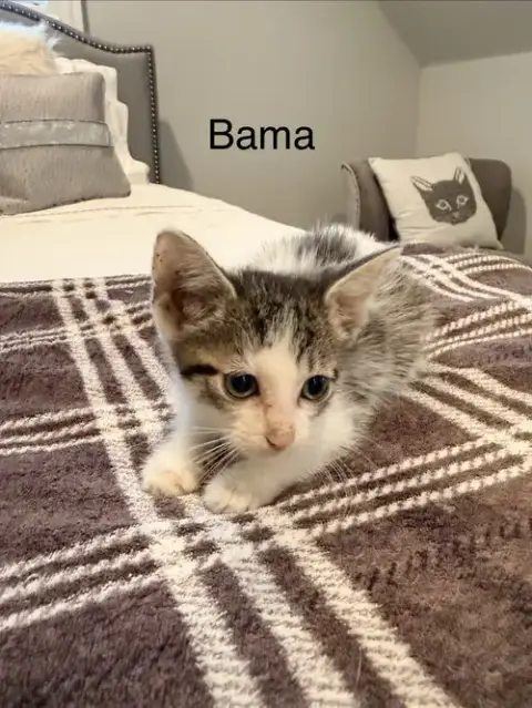 Bama photo 2