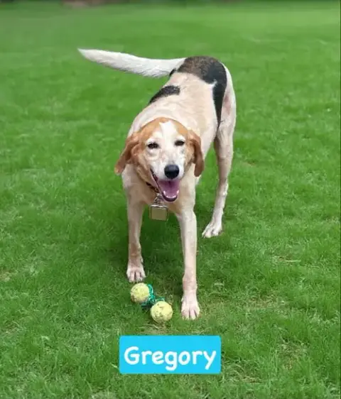 Gregory: Not At The Shelter