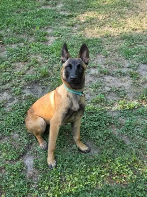 Nacho