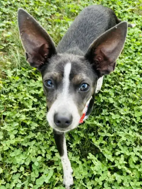 Angel Rat Terrier