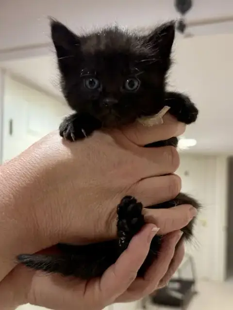 Cat photo 2