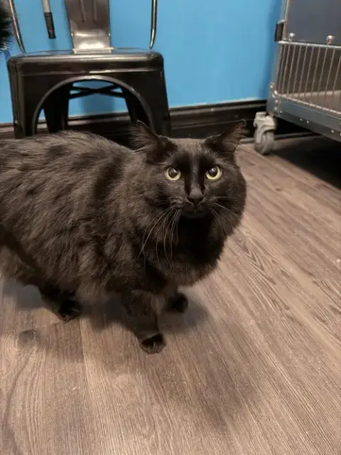 Phantom